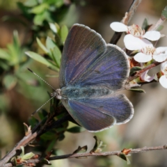 Erina hyacinthina at Molonglo Valley, ACT - 27 Oct 2022 12:51 PM