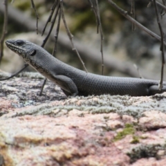 Egernia saxatilis (Black Rock Skink) at Rendezvous Creek, ACT - 3 Dec 2022 by KShort