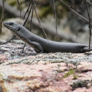 Egernia saxatilis at Rendezvous Creek, ACT - 3 Dec 2022