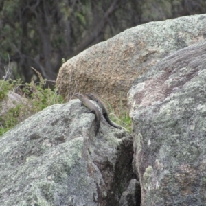 Egernia cunninghami at Rendezvous Creek, ACT - 3 Dec 2022