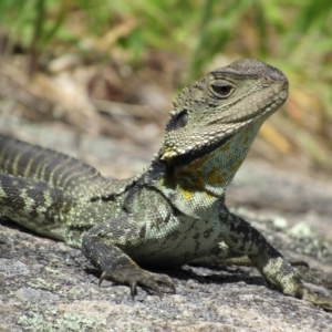 Intellagama lesueurii howittii at Rendezvous Creek, ACT - 3 Dec 2022 03:01 PM