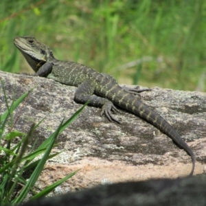 Intellagama lesueurii howittii at Rendezvous Creek, ACT - 3 Dec 2022 03:01 PM