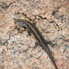 Lampropholis guichenoti (Common Garden Skink) at Rendezvous Creek, ACT - 3 Dec 2022 by KShort