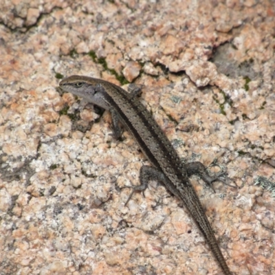 Unidentified Skink at Rendezvous Creek, ACT - 3 Dec 2022 by KShort