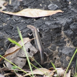 Lampropholis guichenoti at Rendezvous Creek, ACT - 3 Dec 2022