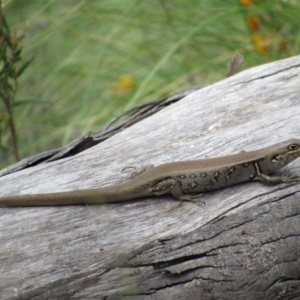 Liopholis whitii at Rendezvous Creek, ACT - 3 Dec 2022