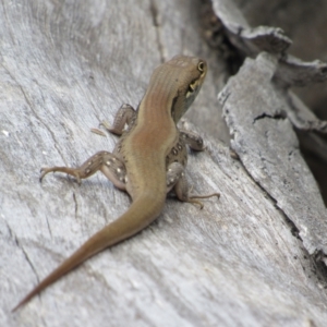 Liopholis whitii at Rendezvous Creek, ACT - 3 Dec 2022 02:50 PM