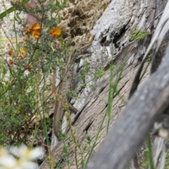 Liopholis whitii at Rendezvous Creek, ACT - 3 Dec 2022