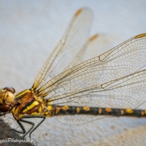 Synthemis eustalacta at Holder, ACT - suppressed