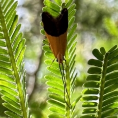 Crocanthes micradelpha (A longhorned moth) at Ainslie, ACT - 3 Dec 2022 by Pirom