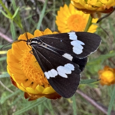 Nyctemera amicus (Senecio Moth, Magpie Moth, Cineraria Moth) at Ainslie, ACT - 3 Dec 2022 by Pirom