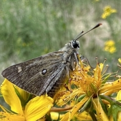 Trapezites luteus (Yellow Ochre, Rare White-spot Skipper) at Ainslie, ACT - 3 Dec 2022 by Pirom