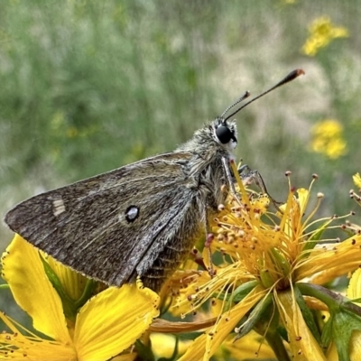 Trapezites luteus (Yellow Ochre, Rare White-spot Skipper) at Ainslie, ACT - 3 Dec 2022 by Pirom
