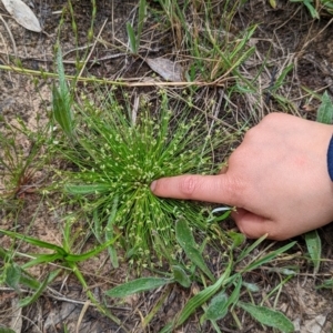 Isolepis sp. at Watson, ACT - 2 Dec 2022