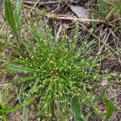 Isolepis sp. at Watson, ACT - 2 Dec 2022