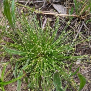 Isolepis sp. at Watson, ACT - 2 Dec 2022