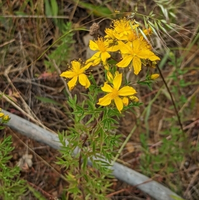 Hypericum perforatum (St John's Wort) at Watson, ACT - 2 Dec 2022 by AniseStar