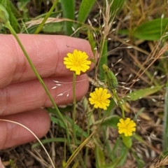 Hypochaeris glabra (Smooth Catsear) at Watson, ACT - 2 Dec 2022 by AniseStar