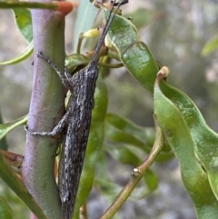 Coryphistes ruricola (Bark-mimicking Grasshopper) at Mount Jerrabomberra - 3 Dec 2022 by Steve_Bok