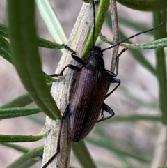 Homotrysis cisteloides (Darkling beetle) at Mount Jerrabomberra QP - 3 Dec 2022 by Steve_Bok