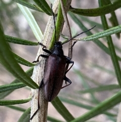 Homotrysis cisteloides at Jerrabomberra, NSW - 3 Dec 2022