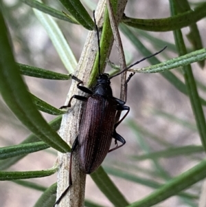 Homotrysis cisteloides at Jerrabomberra, NSW - 3 Dec 2022