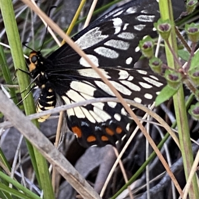 Papilio anactus (Dainty Swallowtail) at Jerrabomberra, NSW - 3 Dec 2022 by SteveBorkowskis