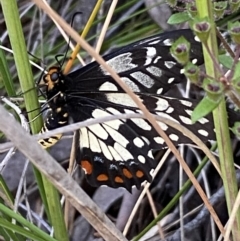 Papilio anactus at Jerrabomberra, NSW - 3 Dec 2022