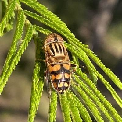 Eristalinus punctulatus (Golden Native Drone Fly) at Jerrabomberra, NSW - 3 Dec 2022 by SteveBorkowskis