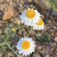 Leucochrysum albicans subsp. tricolor (Hoary Sunray) at Mount Jerrabomberra QP - 3 Dec 2022 by Steve_Bok