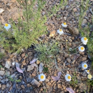 Leucochrysum albicans subsp. tricolor at Jerrabomberra, NSW - 3 Dec 2022 06:23 PM