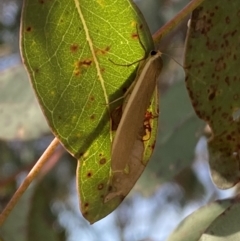 Palaeosia undescribed species at Jerrabomberra, NSW - 3 Dec 2022 by SteveBorkowskis