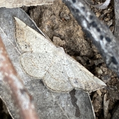 Taxeotis intextata at Jerrabomberra, NSW - 3 Dec 2022 by Steve_Bok