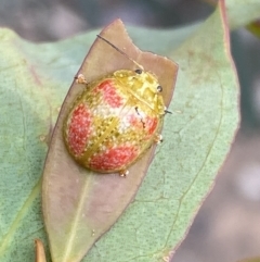 Paropsisterna fastidiosa (Eucalyptus leaf beetle) at Mount Jerrabomberra - 3 Dec 2022 by Steve_Bok