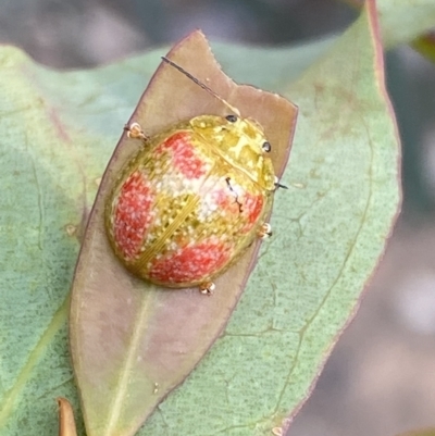 Paropsisterna fastidiosa (Eucalyptus leaf beetle) at Jerrabomberra, NSW - 3 Dec 2022 by SteveBorkowskis