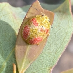 Paropsisterna fastidiosa at Jerrabomberra, NSW - 3 Dec 2022