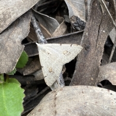 Dichromodes estigmaria (Pale Grey Heath Moth) at Jerrabomberra, NSW - 3 Dec 2022 by SteveBorkowskis