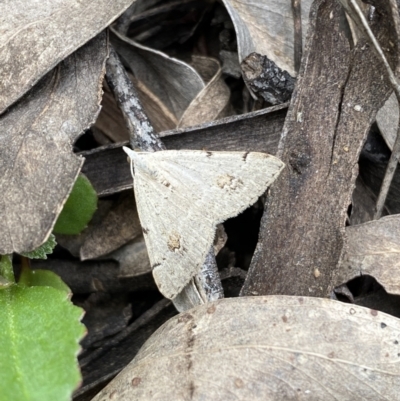 Dichromodes estigmaria (Pale Grey Heath Moth) at Jerrabomberra, NSW - 3 Dec 2022 by SteveBorkowskis