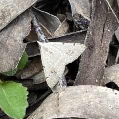 Dichromodes estigmaria at Jerrabomberra, NSW - 3 Dec 2022 05:07 PM