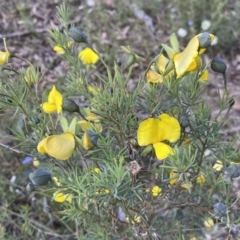 Gompholobium huegelii (pale wedge–pea) at Jerrabomberra, NSW - 3 Dec 2022 by SteveBorkowskis