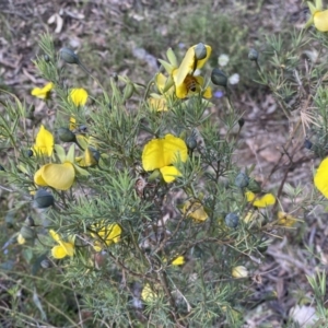 Gompholobium huegelii at Jerrabomberra, NSW - 3 Dec 2022