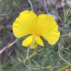 Gompholobium huegelii at Jerrabomberra, NSW - 3 Dec 2022