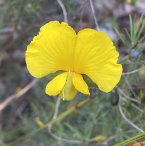 Gompholobium huegelii at Jerrabomberra, NSW - 3 Dec 2022