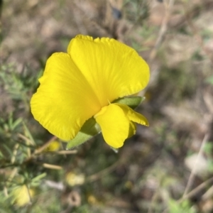 Gompholobium huegelii at Jerrabomberra, NSW - 3 Dec 2022