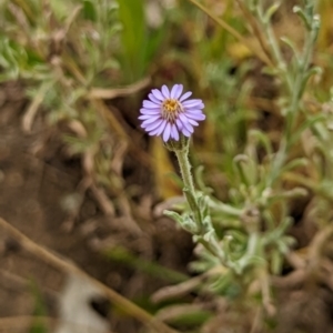 Vittadinia gracilis at Watson, ACT - 2 Dec 2022