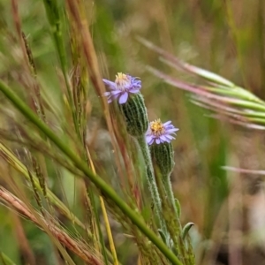 Vittadinia gracilis at Watson, ACT - 2 Dec 2022