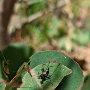 Torbia viridissima at Watson, ACT - 2 Dec 2022