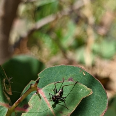 Torbia viridissima (Gum Leaf Katydid) at Watson, ACT - 2 Dec 2022 by AniseStar