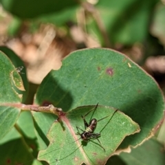 Torbia viridissima at Watson, ACT - 2 Dec 2022