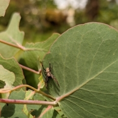 Unidentified Spider (Araneae) at Watson, ACT - 2 Dec 2022 by AniseStar